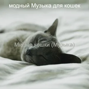 модный Музыка для кошек - Мечты (Милые кошки)