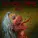 Cannibal Corpse - Surround, Kill, Devour