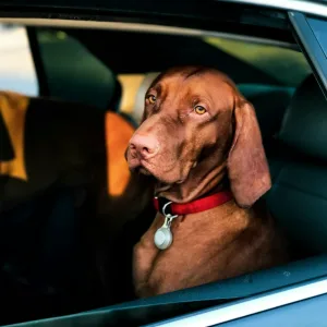 dog&dog, Собачья музыка - Музыка для собак когда уходишь из дома