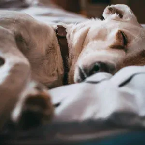 Meditar Profundamente, Sonidos de la Naturaleza, Deep Sleep - Golden Tranquility