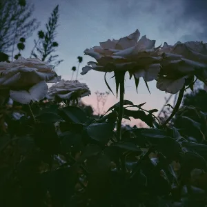 Токен - Не моё
