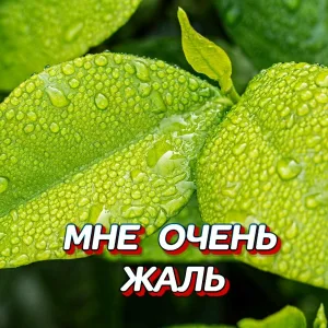 Сергей Грищук - БЕЛЫМИ НОЧАМИ