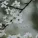 Rat_Nic - Crane