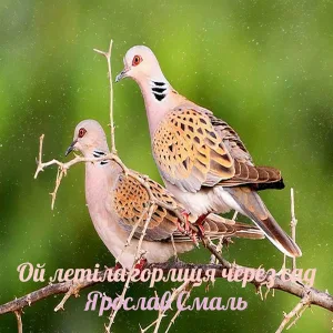 Ярослав Смаль - Ой летіла горлиця через сад