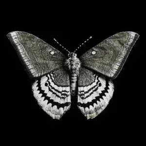 Саша FRG, Canterville - Мотылёк